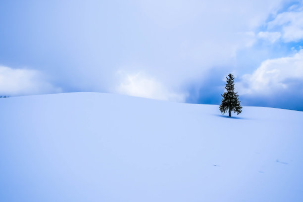 冬天的寂寞树图片下载