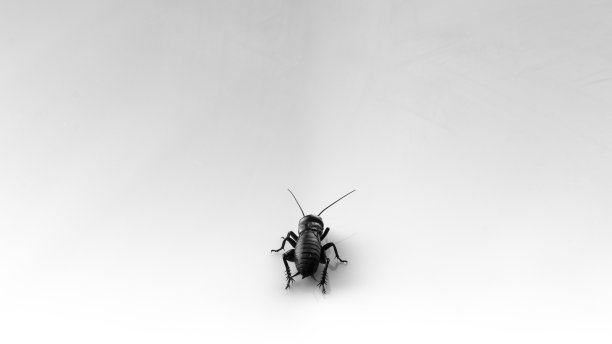 孤立在白色背景上的蟋蟀或蟋蟀科昆虫图片下载