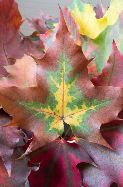 背景，秋叶颜色异常图片下载