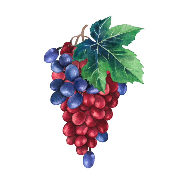用树叶装饰的红蓝葡萄水彩画串素材图片