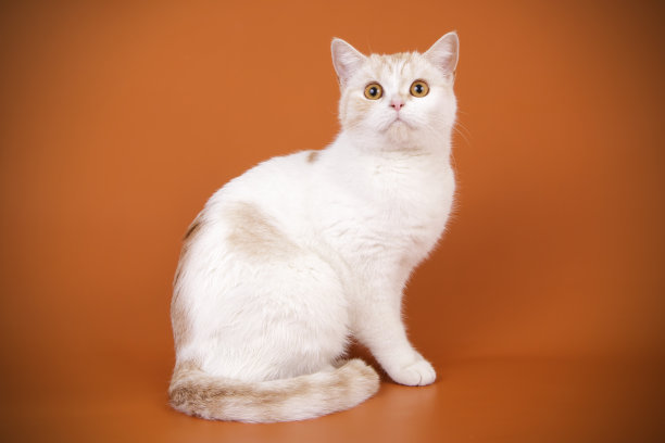 苏格兰短毛直猫图片下载