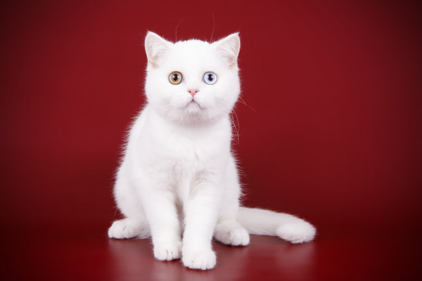 苏格兰短毛直猫图片下载