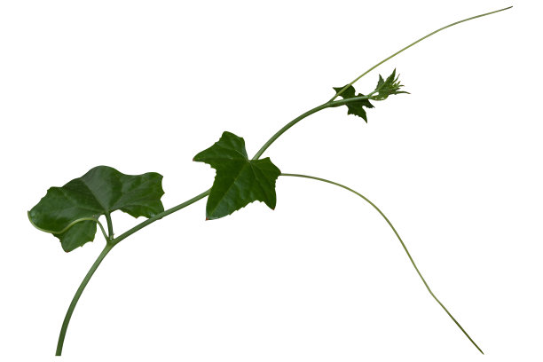 在白色背景上孤立的藤类植物。剪切路径图片下载