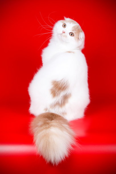 苏格兰折长毛猫图片下载
