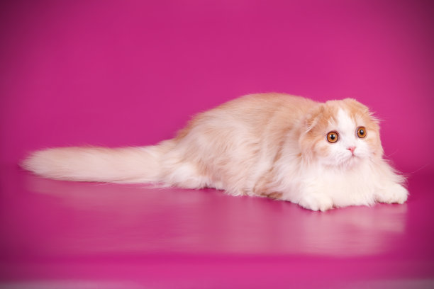 苏格兰折长毛猫图片下载