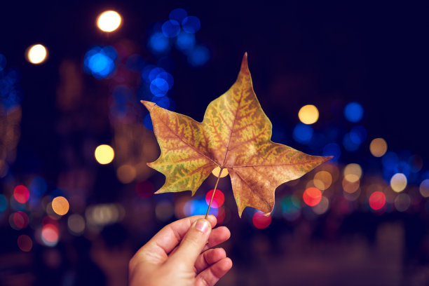 拿着秋叶图片下载