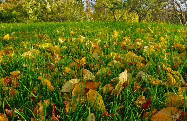 绿草上的秋叶图片下载