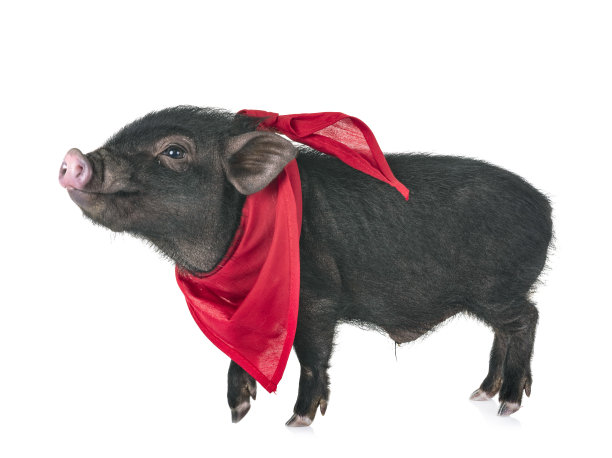 越南猪图片下载