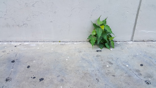 菩提树从水泥墙的裂缝中生长图片下载