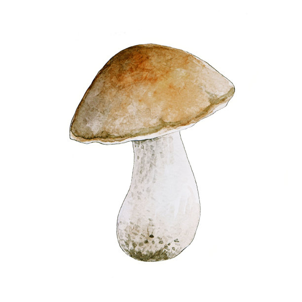 水彩蘑菇白色背景图片下载