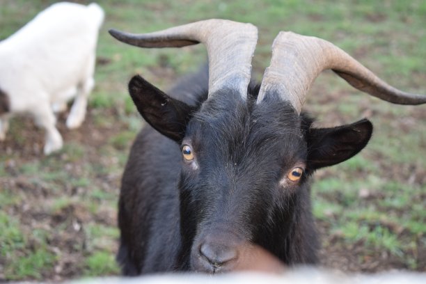 黑色的羊图片下载
