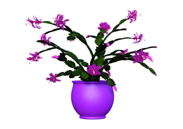 3D插画：白色背景上的紫色圣诞仙人掌图片下载