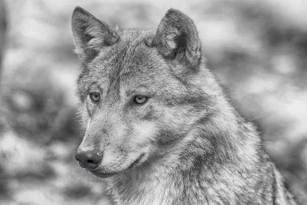 灰色的狼的阴影图片下载