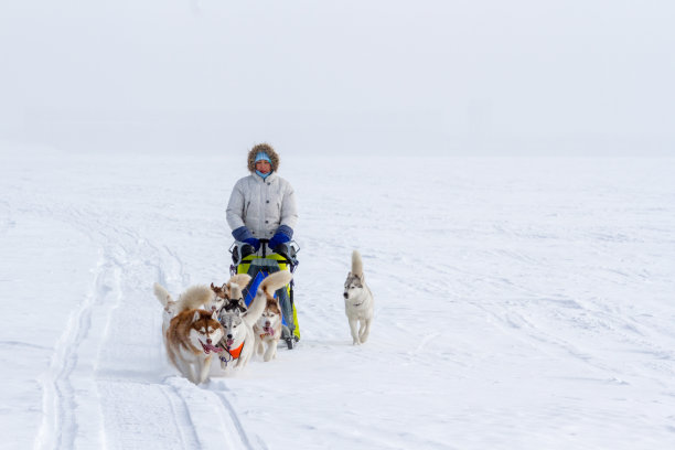 在冬天的雪地上，一名女子躲在雪橇狗后面参加雪橇比赛。图片下载