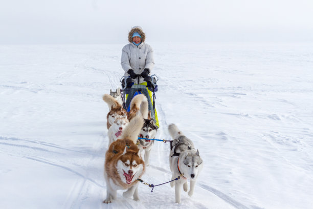 在冬天的雪地上，一名女子躲在雪橇狗后面参加雪橇比赛。图片下载