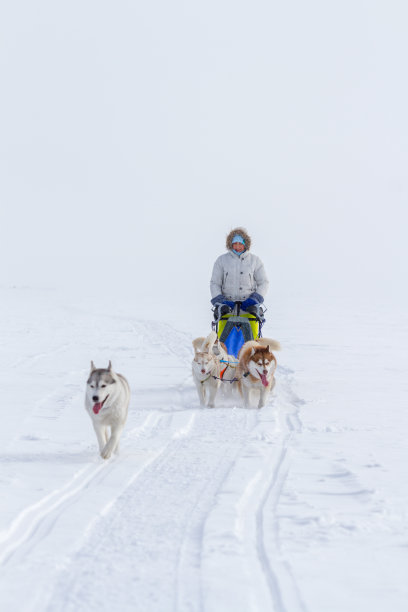 在冬天的雪地上，一名女子躲在雪橇狗后面参加雪橇比赛。图片下载