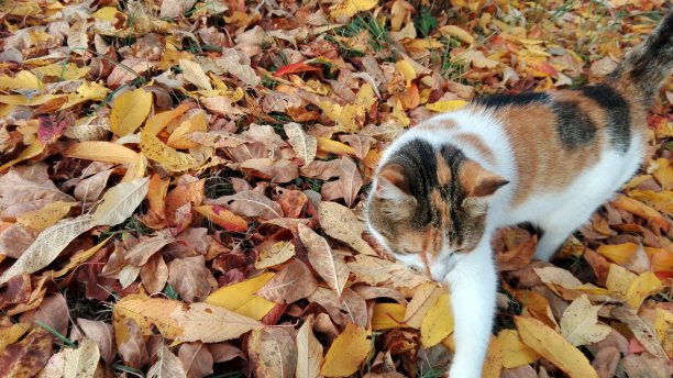 家猫在五彩缤纷的秋叶中漫步图片下载