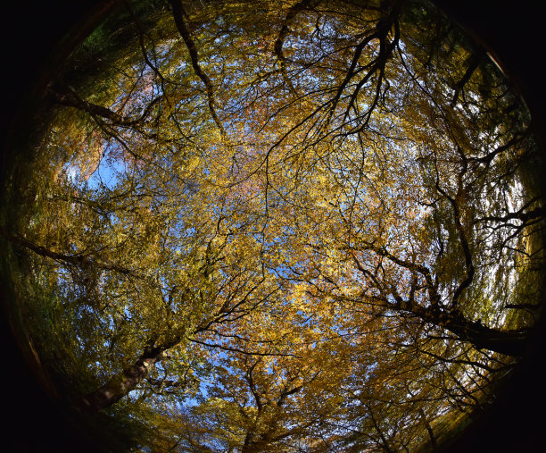秋天的树林图片下载