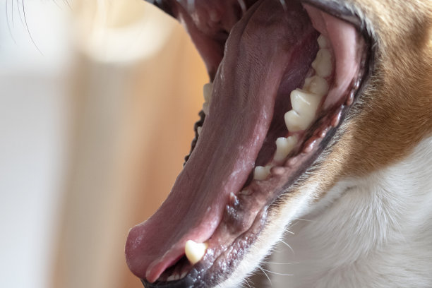 那是什么图片下载