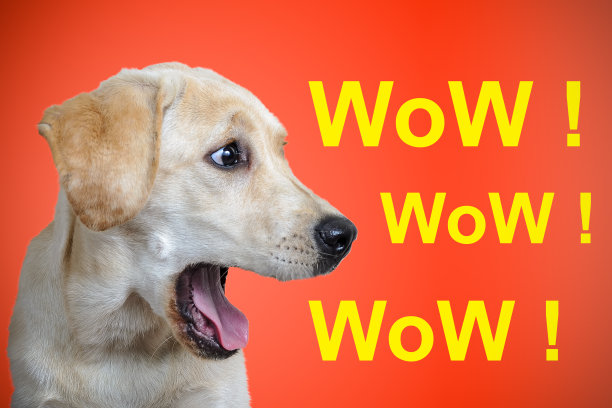 哇题词，狗品种拉布拉多，在喜庆的颜色背景图片下载