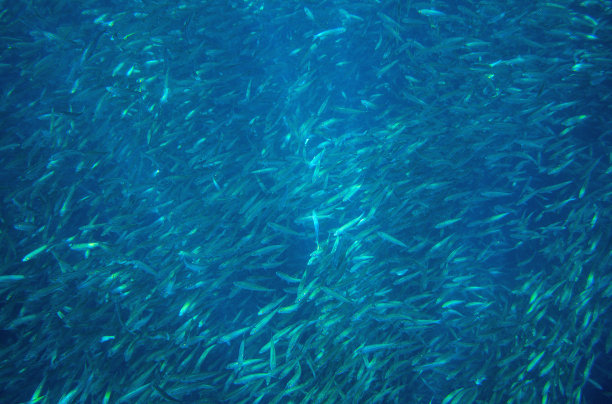 海洋沙丁鱼学校。巨大的鱼群在海底的照片。远洋鱼类成群地在海水中游动图片下载