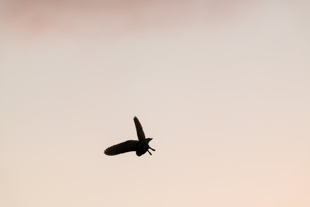 在英国约克郡山谷的自然栖息地，野生仓鸮在美丽的阳光下打猎图片下载