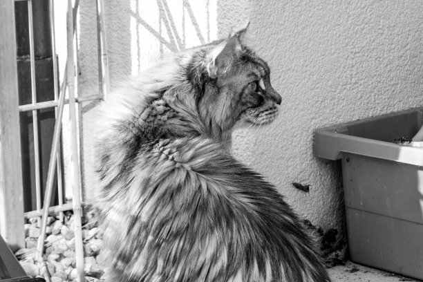 缅因库恩猫图片下载