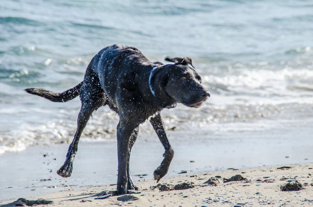 一只狗沿着Menorca海滩奔跑的照片图片下载