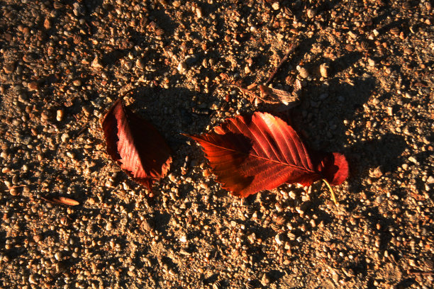 生锈的叶子图片下载