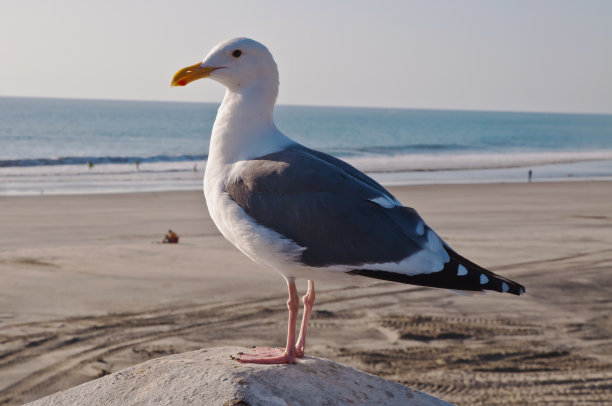 阳光下的海鸥在南加州海滩上空图片下载