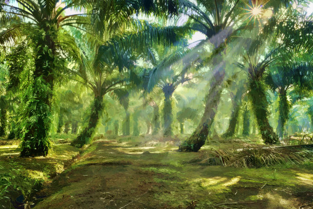 棕榈油图片下载