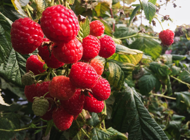 覆盆子，许多红色的浆果图片下载