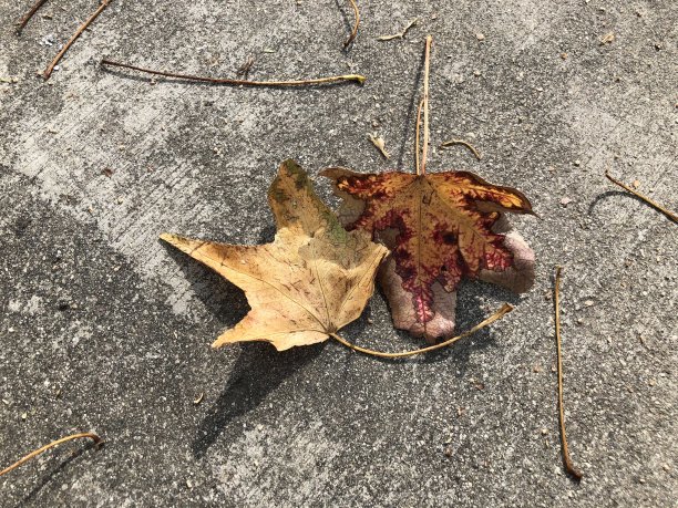 交织在一起图片下载