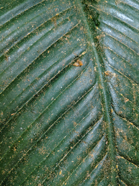 叶结构图片下载