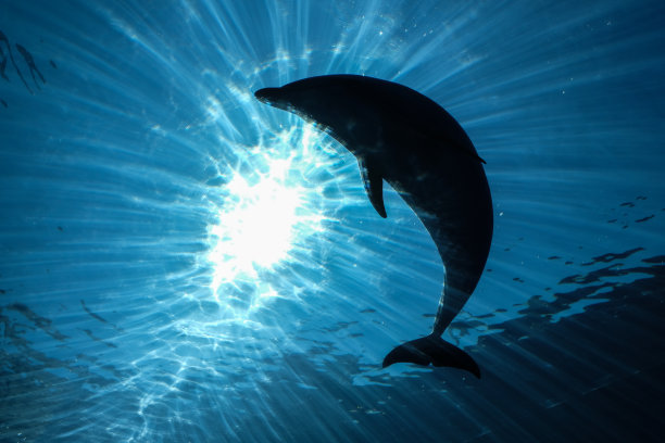 海豚游泳图片下载