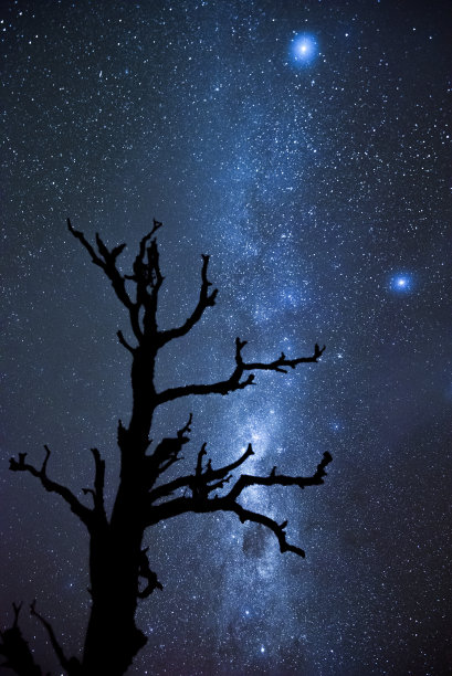 冷树和银河在背景中图片下载