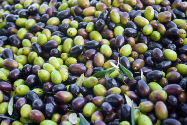 青橄榄和黑橄榄图片下载