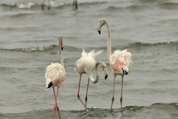 更大的火烈鸟图片下载