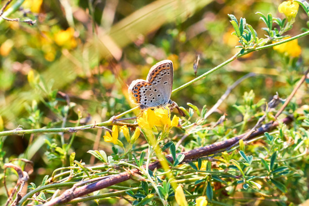 一张蝴蝶特写微距照片。一只蝴蝶坐在一朵花上。蛾子坐在花上喝花蜜。一张草中飞蛾的近照。蝴蝶收集花蜜。图片下载