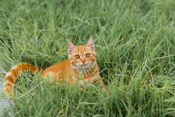 一只跟随主人的可爱猫:VH股票534图片下载