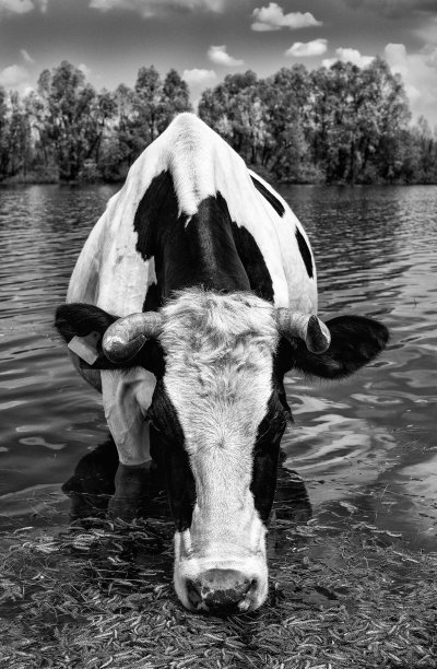 美丽有趣的奶牛在灌溉的地方在农场。以蓝天、河流和森林为背景的牛饮水的肖像。牲畜图片下载