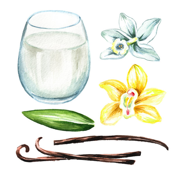 香草牛奶，花，叶和豆荚。水彩手绘插图，孤立的白色背景图片下载