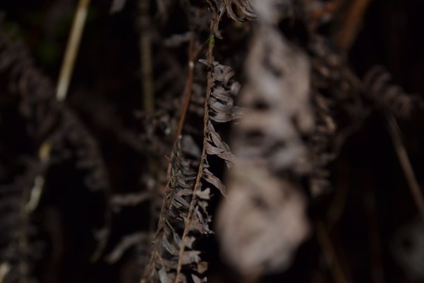 婆罗洲沙巴州令人惊叹的爬行动物和两栖动物。图片下载