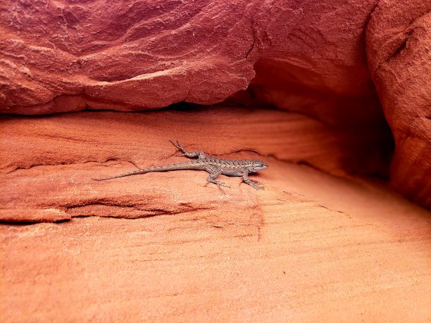 犹他州沙岩上的蜥蜴图片下载