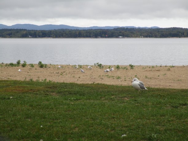 海鸥风景图片下载
