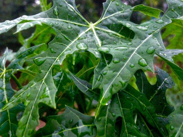 格力叶雨背景图片下载