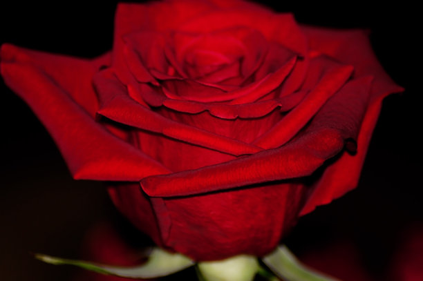 特写的红玫瑰背景黑色图片下载