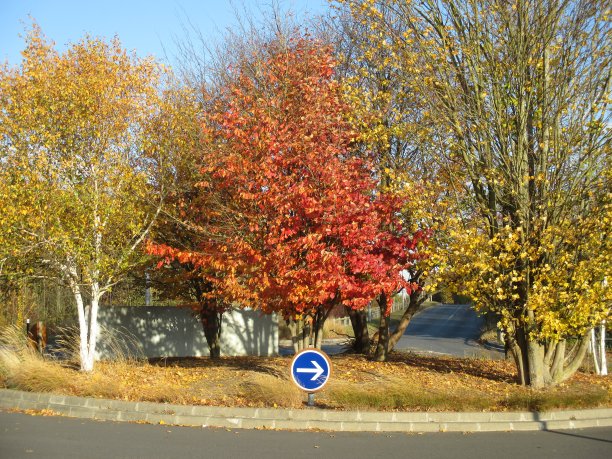 秋天，巴黎地区树木繁茂的圆形道路图片下载