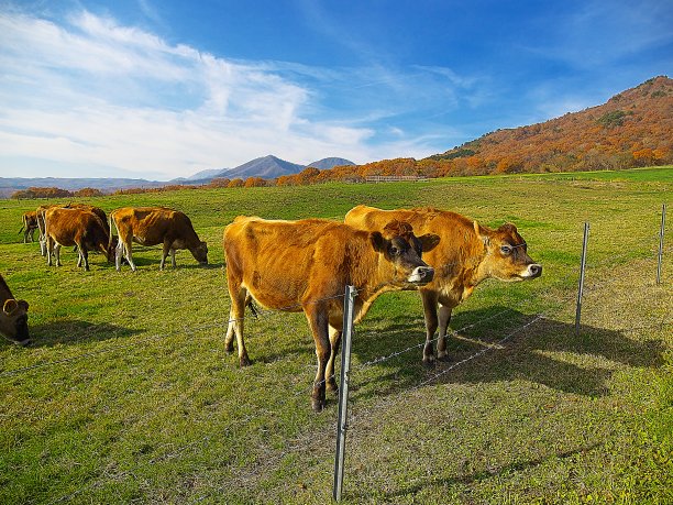 日本landscape469图片下载