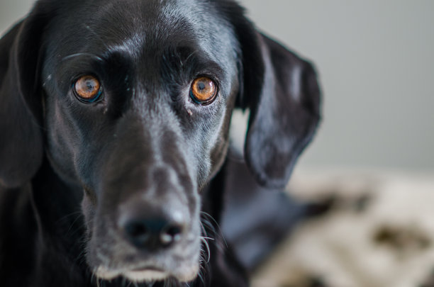 一只狗静静地躺着的照片。图片下载